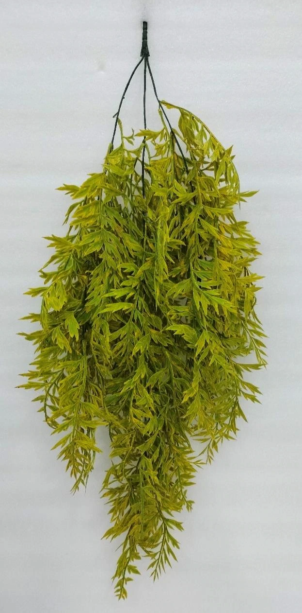 Soft Cosmos Caudatus Leaves Creeper
